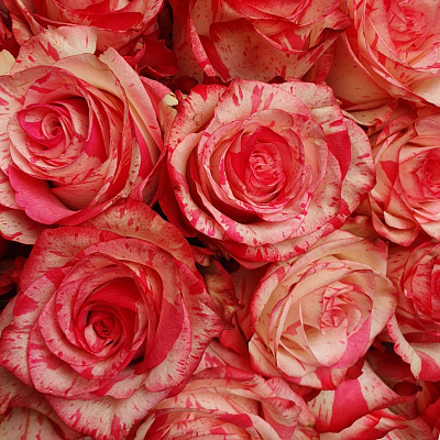 Роза 50 см красно белая