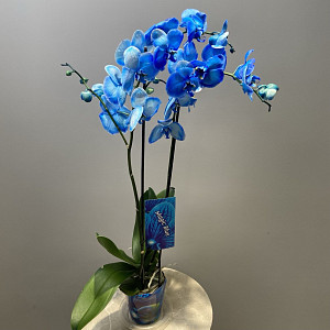 example_flower.png