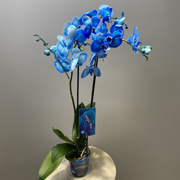 ФАЛЕНОПСИС- 17112