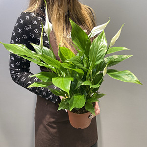 example_flower.png