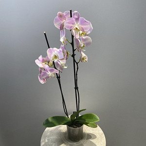 example_flower.png