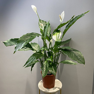 example_flower.png