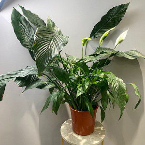 Цветочки example_flower.png