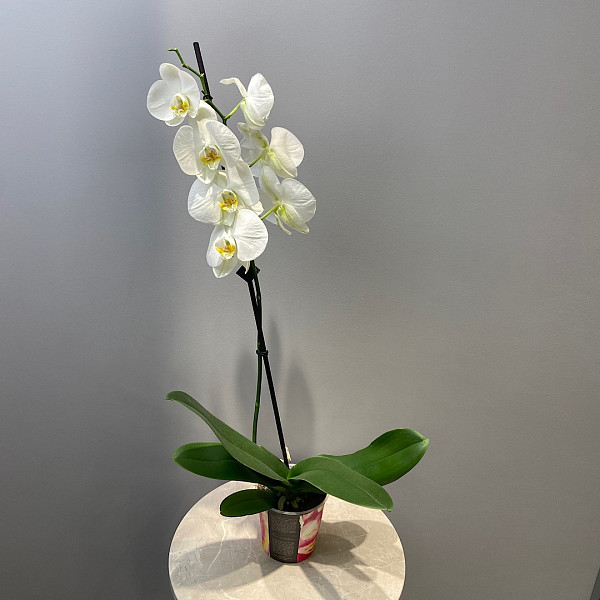 ФАЛЕНОПСИС  20702