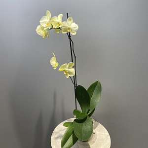 example_flower.png