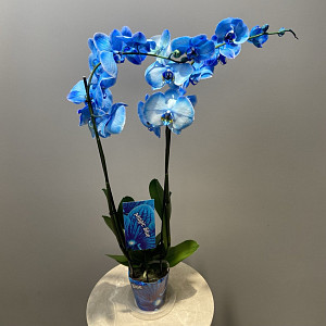 example_flower.png