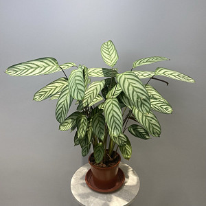 БУКЕТ П- КАЛАТЕЯ 17