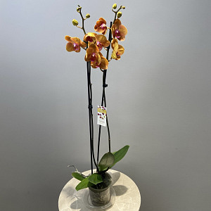 example_flower.png