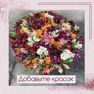 81 альстромерия