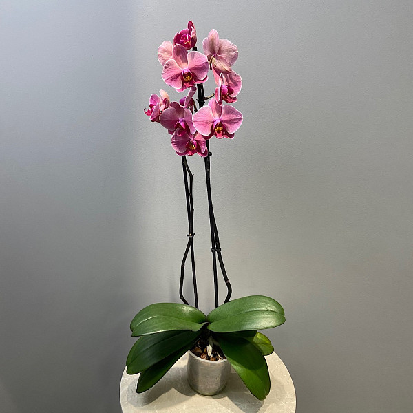 ФАЛЕНОПСИС- 20703