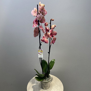 example_flower.png